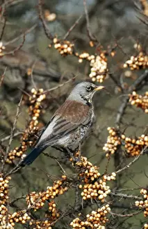 Chris Knights Photography Drucke: Fieldfare