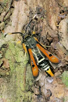 German Wildlife And Nature Images Drucke: Fiery Clearwing - resting on tree bark, Lower Saxony, Germany