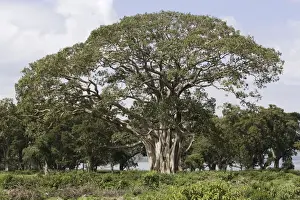 East Africa Trees Drucke: Fig Tree fam:Moraceae