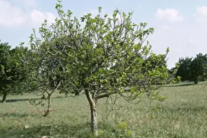 Ficus Carica Plant Drucke: Fig Tree - in orchard