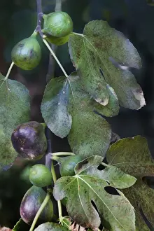 Close Up Leaves Drucke: Fig-tree - white fruit