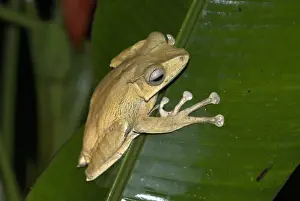 Geoff Trinder Photography Drucke: File-eared Tree Frog Borneo