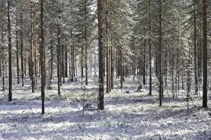 European Woodland Drucke: Finland - pine forest
