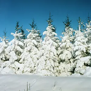 Winter Wonderland Images Drucke: Fir Trees In snow