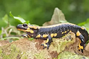France Wildlife Photos Drucke: Fire Salamander