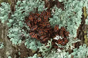 Insect Prints For Sale Drucke: Firebug Europe