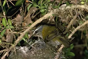 Firecrest Bird Drucke: Firecrest - at nest