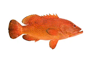 White Background Fish Images Drucke: Fish - Grouper in studio