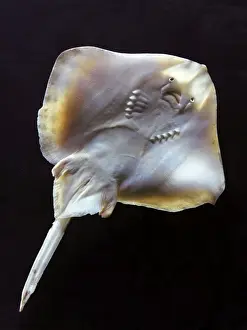 Marine Life Photography Prints Drucke: Fish - ray - underside