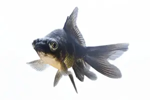 Studio Shot Of A Fish Drucke: Fish - in studio