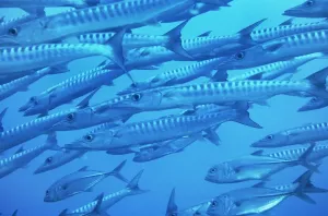 Marine Fish Drucke: Barracuda