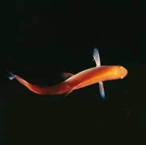Freshwater Fish Photos Drucke: Golden Orfe