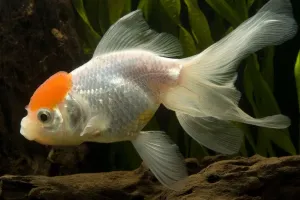 Freshwater Aquarium Drucke: Goldfish