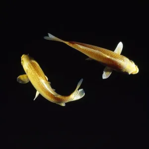 Cyprinus Carpio Drucke: Koi Carp