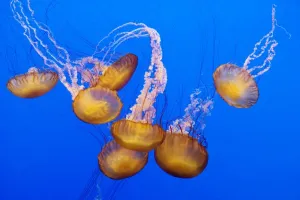 Cnidarian Images Drucke: Sea Nettle - Range
