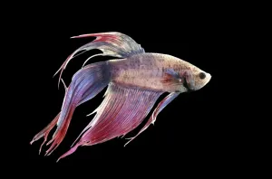 Betta Splendens Drucke: Siamese Fighting Fish