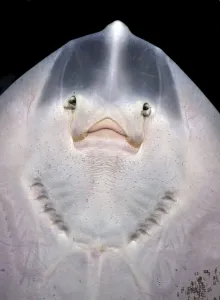 Fisch Drucke: Kleinräuberlinge (kleiner Rötter)