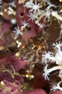 Tropical Fish Indonesia Drucke: Threadfin Hawkfish - Indonesia