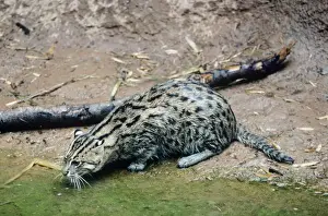 Endangered Species Prints Drucke: Fishing Cat