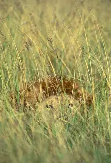African Lion Photos Drucke: FL 2965