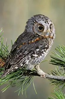 Unique Bird Species Images Drucke: Flammulated Owl