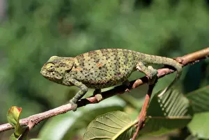 Chamäleons Drucke: Rückenflappchen-Chameleont