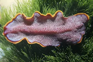 Oceania Nature Reserves Drucke: Flat Worm - Great Barrier Reef