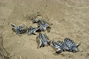 Australian Coastal Wildlife Drucke: Flatback Turtles - Hatchlings emerging at night