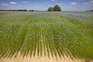 Edible Fruit Trees Drucke: Flax field and Lime Tree