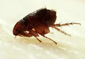 Wildlife Pest Control Drucke: Flea Biting