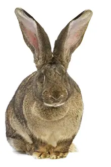 Jean Michel Labat Artwork Drucke: Flemish Giant Rabbit - in studio