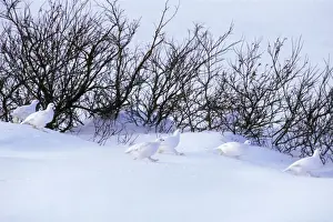Lagopus Lagopus Species Drucke: Flock of Willow ptarmigan - among willows