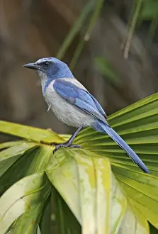 Jim Zipp Wildlife Photography Drucke: Florida Scrub Jay