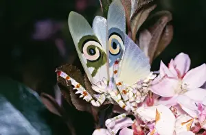 Praying Mantis Images Drucke: Flower Mantis - threat display