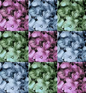 Abstract Flower Art Drucke: Flowers - abstract