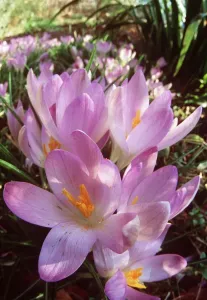 Purple Crocus Flowers Drucke: SPRING CROCUS - Many Purple