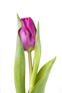 Purple Tulips Drucke: Tulip - Sequence 2 of 2