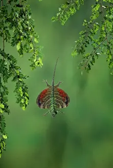 Exotic Animal Photography Drucke: Flying Lizard