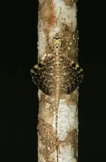Malaysian Wildlife Photography Drucke: Flying Lizard Malaysia