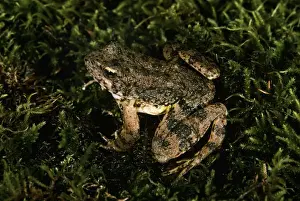 Wildlife Amphibians Drucke: Foothill Yellow-legged Frog