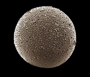 Scanning Electron Microscope Photos Drucke: Foraminifera