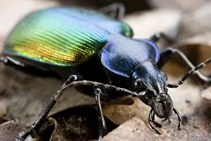 European Wildlife Insects Drucke: Forest Caterpillar Hunter