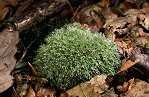 UK Woodland Scenes Drucke: Fork Moss