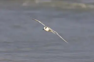 Personal Use Only Prints Available Drucke: Forster's Tern in flight. Estero Lagoon, florida, USA BI001654