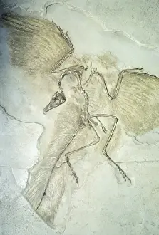 Extinct Dinosaurs Drucke: Fossil - Archaeopteryx