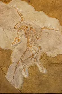 Ursprüngliche Fossilienabdruck des Vogel Archaeopteryx - Original-Proben in Berlin-Deutschland - Bekannt als der erste Vogel mit dinosaurierischen und avialen Merkmalen, welches einige sagen, stellt einen vermissten Brückenschlag zwischen Dinosauriern dar.