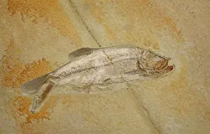 Drucke von CAN-2198 Fossile - Fisch Bilder Datiert 2005 August: Fossilschart Fisch aus dem Jura in Eichstatt (Deutschland), bei der Autobahn A 8