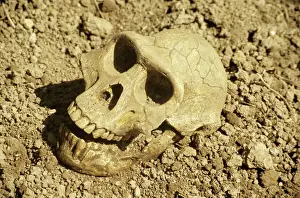 Hominid Fossil Discovery Drucke: Fossil skull of Australopithecus afarensis