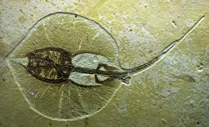 Drucke von PM-10147 Fossiler Stingrad von Wyoming aus der Oligozäne Heliobatis Spätform Pat Moris Bitte beachten Sie Stachelrochen Drucke: Röhrenstingräver aus Wyoming, Öozoikum