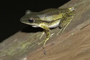 Vierliniger Frosch aus Borneo